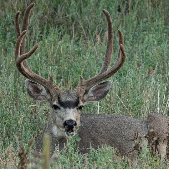 Best States for Mule Deer Hunting 2024 | OutdoorWorld Reviews